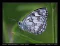 Filename=01-Melanargia_galathea-M.jpg
Filesize=197KB
Dimensions=704x544
Date added=Mar 11, 2007 01-Melanargia_galathea-M.jpg