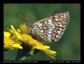 Filename=02-Mellicta_athalia.jpg
Filesize=225KB
Dimensions=704x544
Date added=Mar 11, 2007 02-Mellicta_athalia.jpg