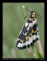 Filename=03-Abraxas_grossulariata.jpg
Filesize=181KB
Dimensions=542x704
Date added=Mar 11, 2007 03-Abraxas_grossulariata.jpg