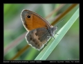 Filename=10-Coenonympha_pamphilus.jpg
Filesize=181KB
Dimensions=704x544
Date added=Mar 11, 2007 10-Coenonympha_pamphilus.jpg