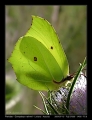 Filename=12-Gonepteryx_rahmni.jpg
Filesize=195KB
Dimensions=542x704
Date added=Mar 11, 2007 12-Gonepteryx_rahmni.jpg