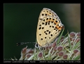 Filename=14-Lycaena_tityrus.jpg
Filesize=200KB
Dimensions=704x544
Date added=Mar 11, 2007 14-Lycaena_tityrus.jpg