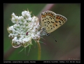 Filename=15-Lycaena_tityruss02.jpg
Filesize=189KB
Dimensions=704x544
Date added=Mar 11, 2007 15-Lycaena_tityruss02.jpg