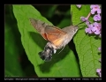 Filename=16-Macroglossum_stellatarum.jpg
Filesize=188KB
Dimensions=704x547
Date added=Mar 11, 2007 16-Macroglossum_stellatarum.jpg