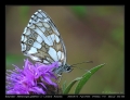Filename=18-Melanargia_galathea-H.jpg
Filesize=208KB
Dimensions=704x544
Date added=Mar 11, 2007 18-Melanargia_galathea-H.jpg