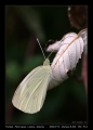 Filename=23-Pieris_rapae02.jpg
Filesize=151KB
Dimensions=508x704
Date added=Mar 11, 2007 23-Pieris_rapae02.jpg