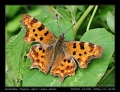 Filename=24-Polygonia_c-album.jpg
Filesize=220KB
Dimensions=704x544
Date added=Mar 11, 2007 24-Polygonia_c-album.jpg