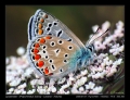 Filename=25-Polyommatus_icarus_copia.jpg
Filesize=214KB
Dimensions=704x544
Date added=Mar 11, 2007 25-Polyommatus_icarus_copia.jpg