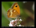 Filename=28-Pyronia_tithonus02.jpg
Filesize=193KB
Dimensions=704x544
Date added=Mar 11, 2007 28-Pyronia_tithonus02.jpg