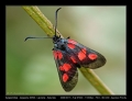 Filename=30-Zygaena_trifolii.jpg
Filesize=157KB
Dimensions=704x544
Date added=Mar 11, 2007 30-Zygaena_trifolii.jpg