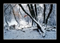 Filename=Teverga_-Hayedo-en-invierno.jpg
Filesize=87KB
Dimensions=588x418
Date added=Apr 15, 2007 Teverga_-Hayedo-en-invierno.jpg