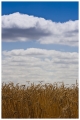 Filename=Trigo.jpg
Filesize=273KB
Dimensions=478x709
Date added=Aug 24, 2010 Trigo.jpg