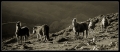 Filename=b-n--caballos-en-redes.jpg
Filesize=93KB
Dimensions=700x308
Date added=Apr 15, 2007 b-n--caballos-en-redes.jpg