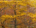 Filename=bcadenas08.jpg
Filesize=255KB
Dimensions=700x558
Date added=Nov 13, 2011 bcadenas08.jpg