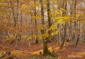Filename=bcadenas15.jpg
Filesize=265KB
Dimensions=800x561
Date added=Nov 13, 2011 bcadenas15.jpg