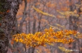 Filename=bcadenas25.jpg
Filesize=123KB
Dimensions=800x522
Date added=Nov 13, 2011 bcadenas25.jpg