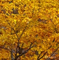Filename=bcadenas26.jpg
Filesize=296KB
Dimensions=700x711
Date added=Nov 13, 2011 bcadenas26.jpg