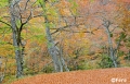 Filename=hayedofere15.jpg
Filesize=415KB
Dimensions=580x373
Date added=Nov 07, 2009 hayedofere15.jpg