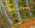 Filename=hayedofere16.jpg
Filesize=495KB
Dimensions=580x479
Date added=Nov 07, 2009 hayedofere16.jpg
